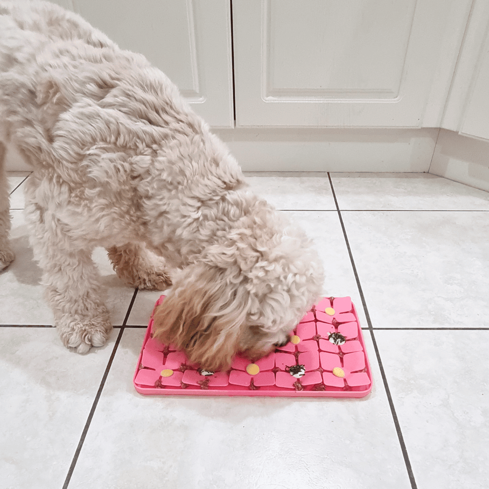 3D Clover Rectangle Slow Feeder - Slow Feeding Bowls from Sale at DoggyTopia