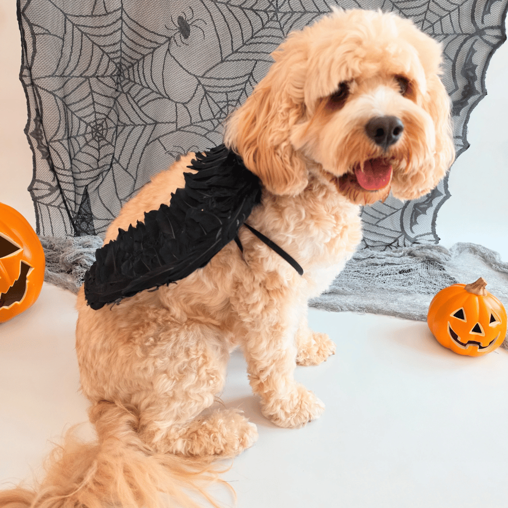 Angel Wings Dog Costume