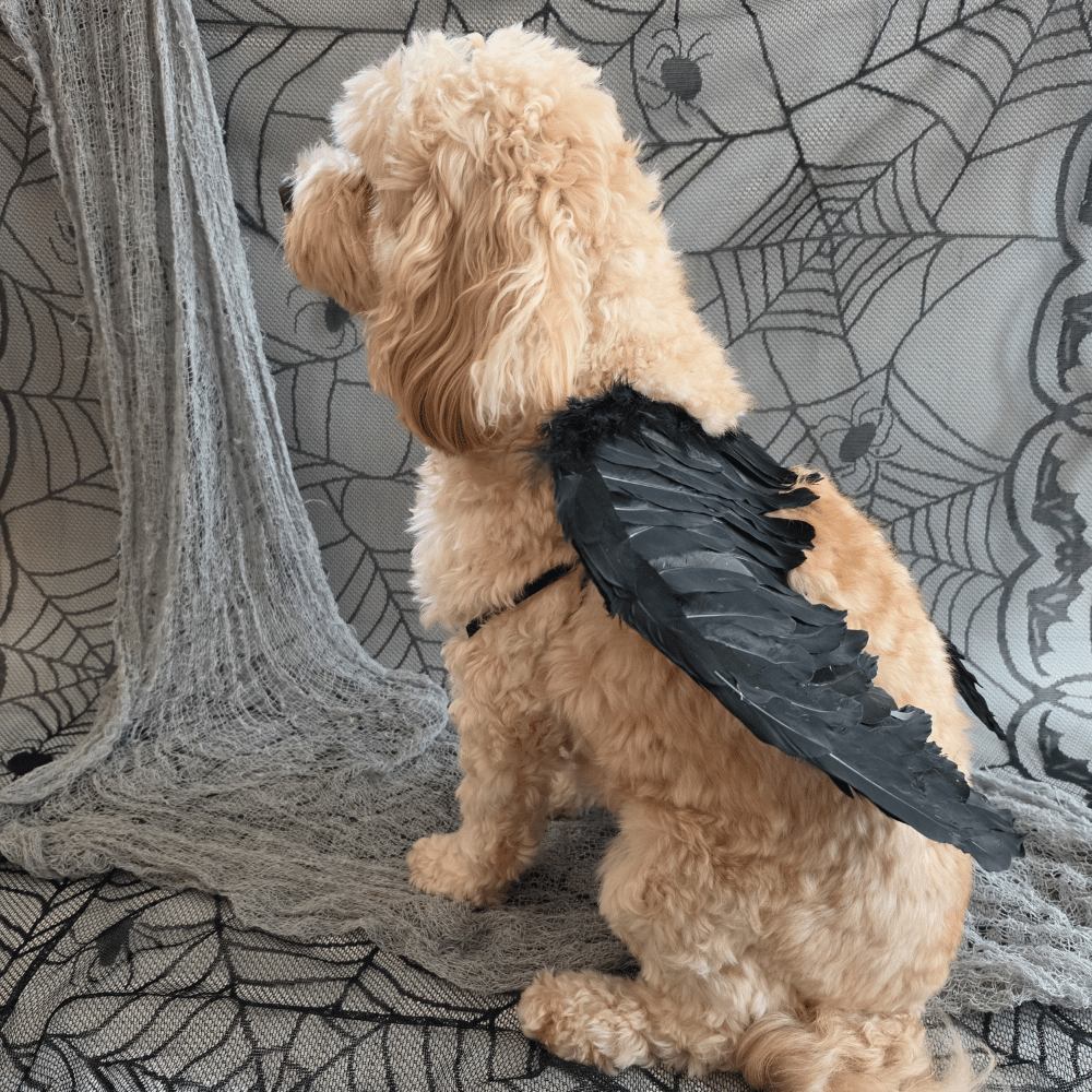 Angel Wings Dog Costume