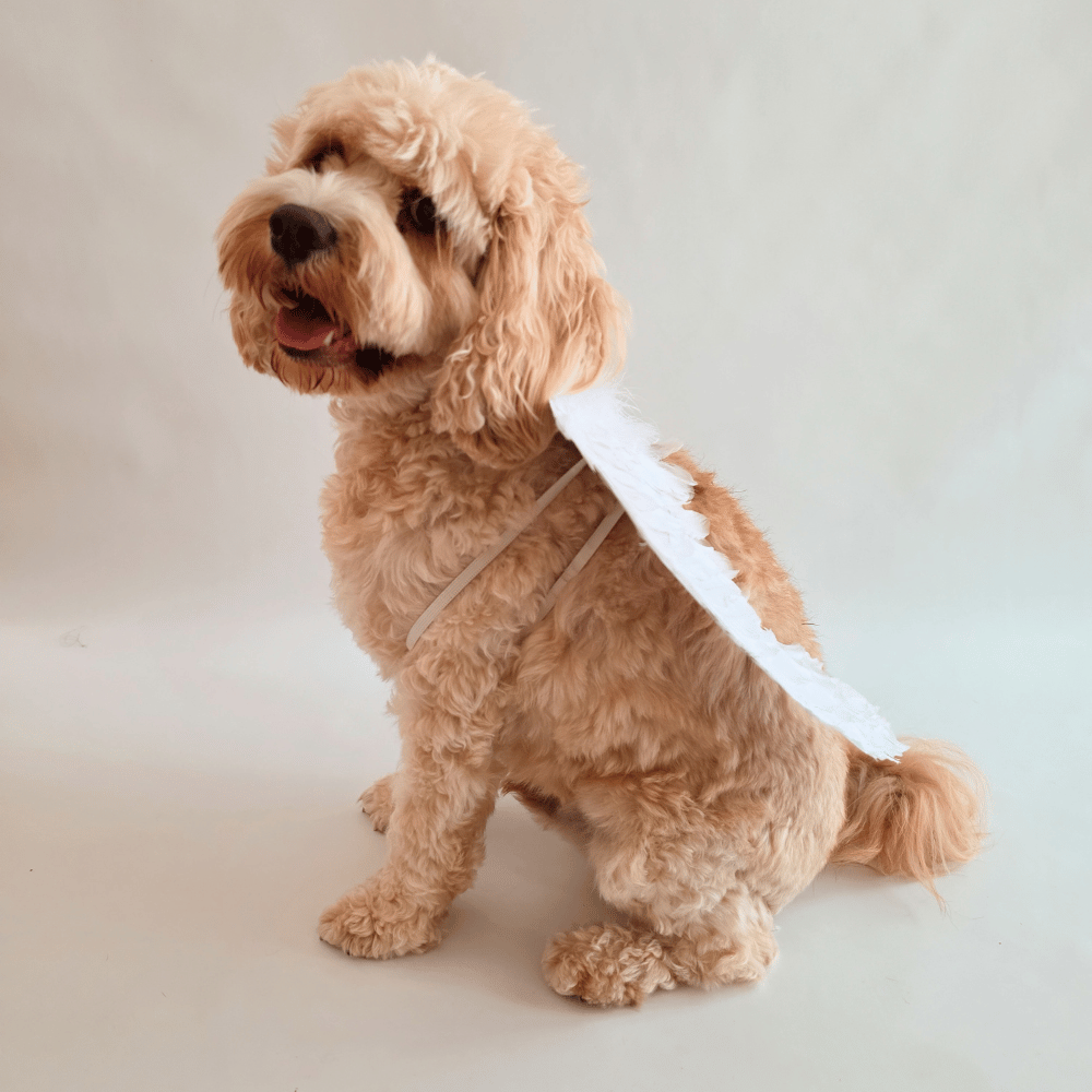 Angel Wings Dog Costume