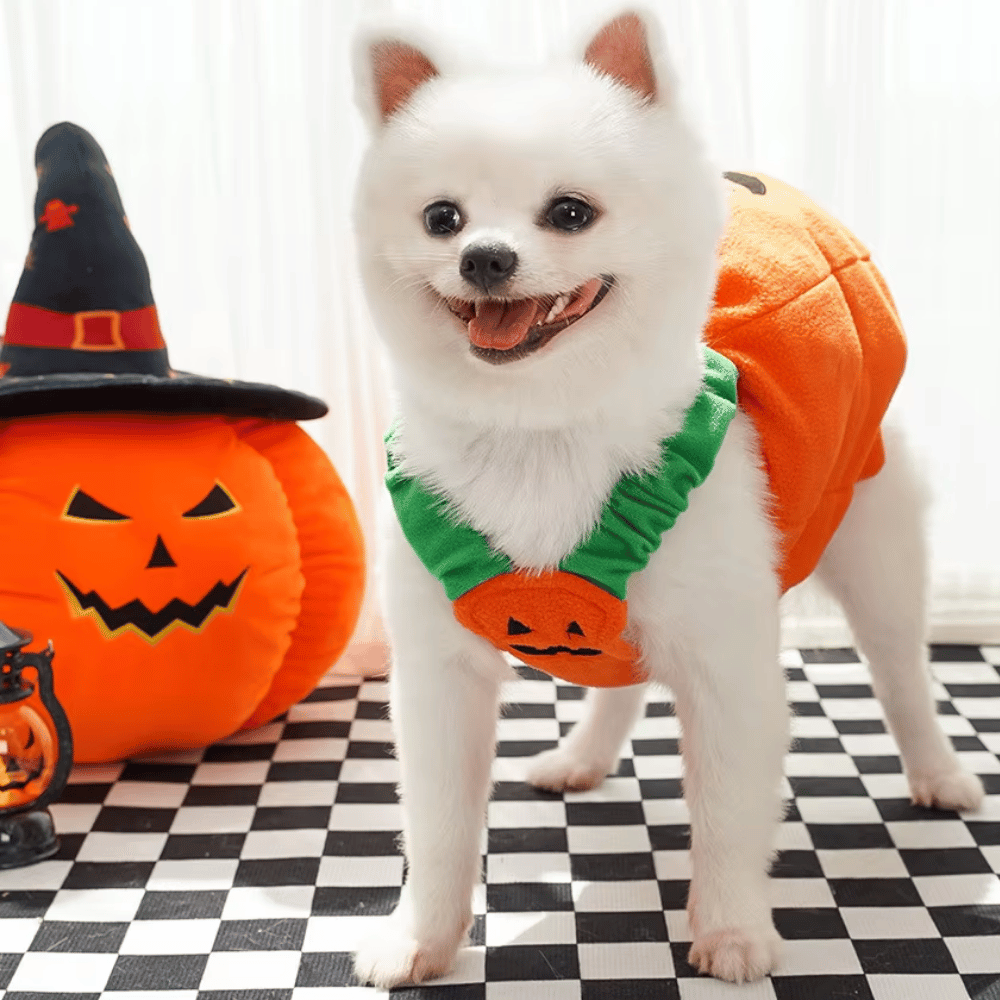 Halloween Pumpkin Dog Costume