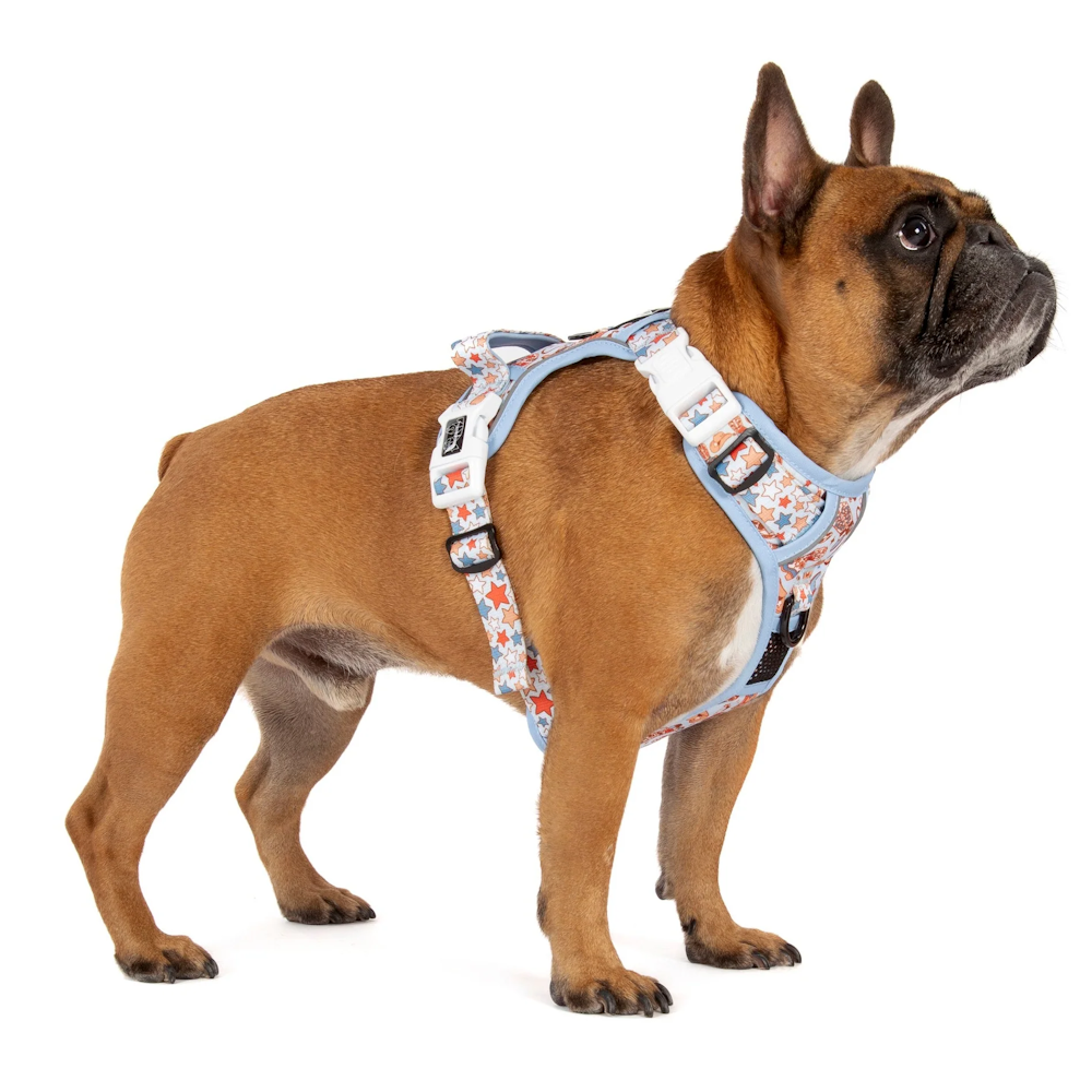 Big & Little Dogs Rodeo King All Rounder Harness