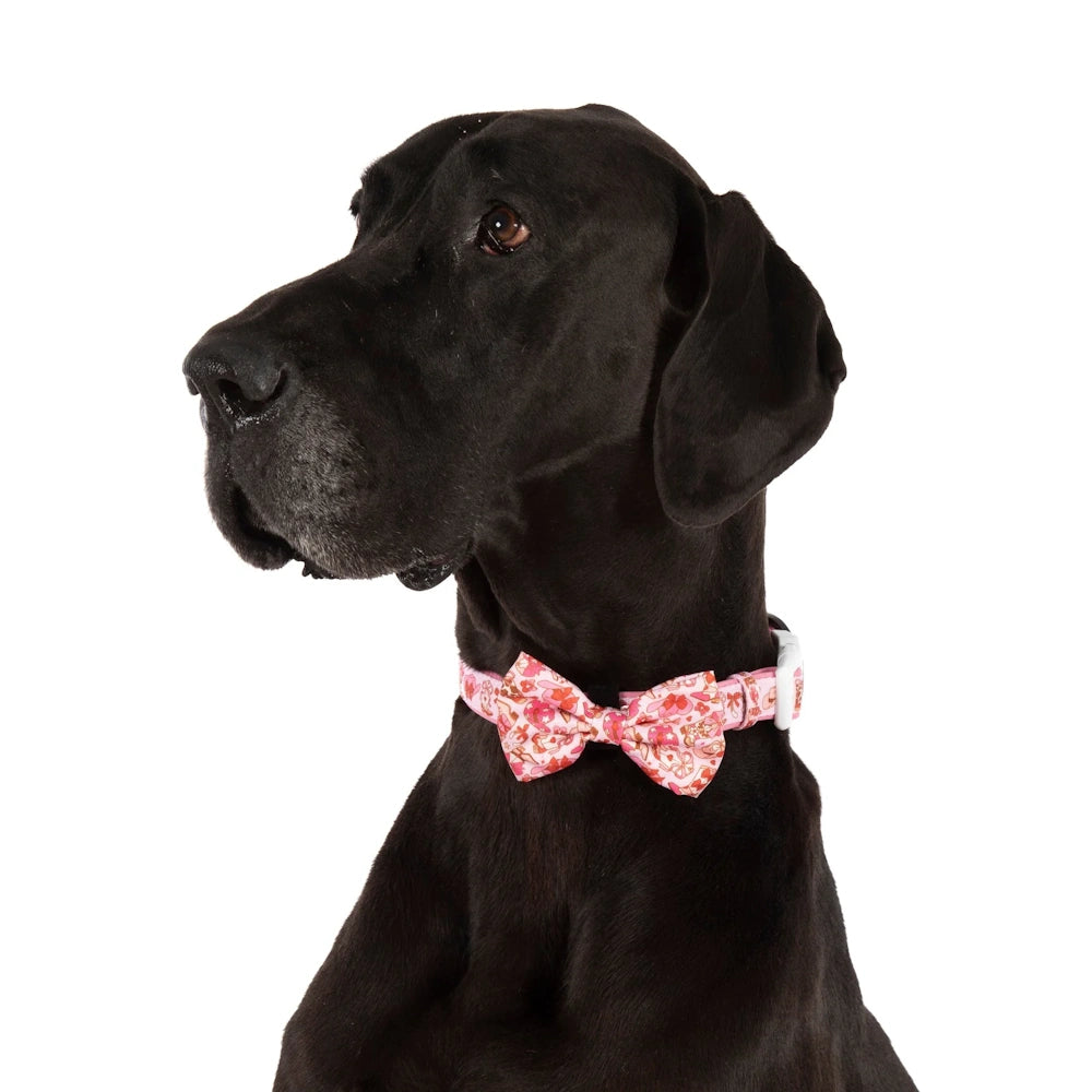 Big & Little Dogs Rodeo Queen Collar & Bow Tie