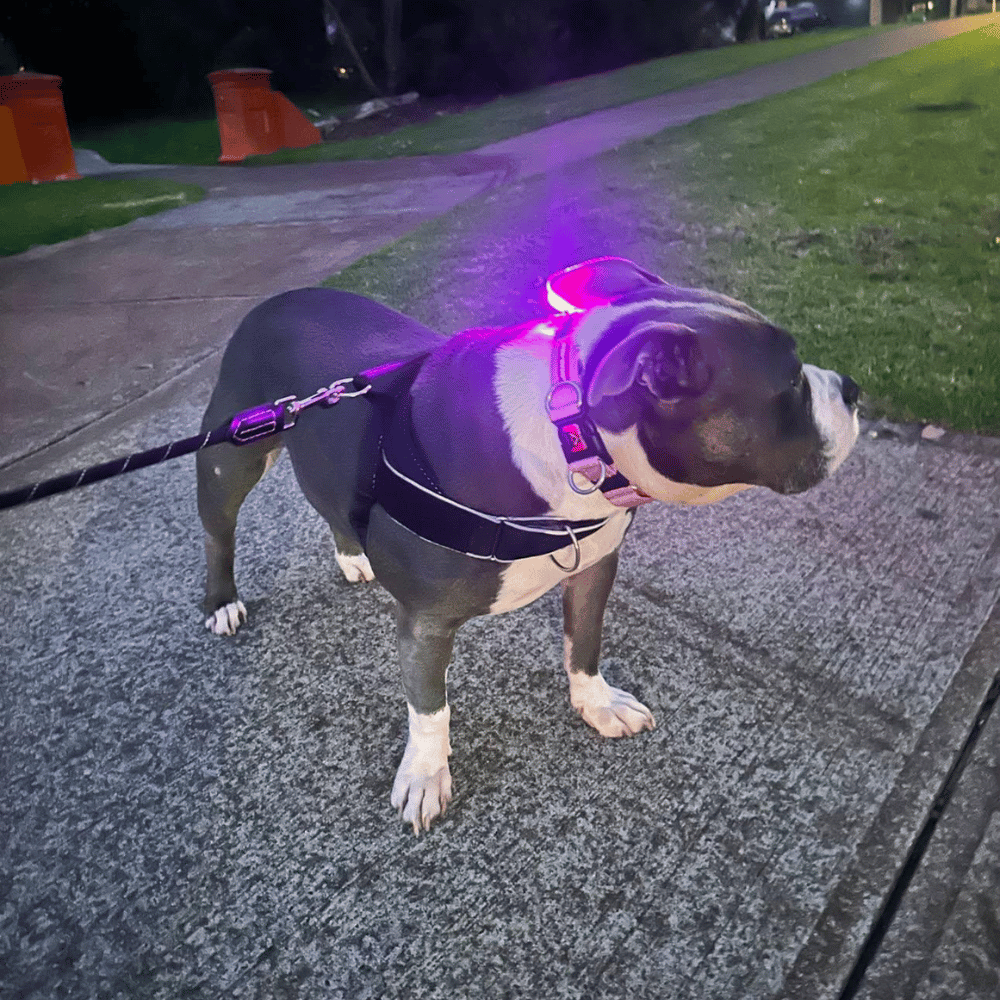 LED Dog Pendant Rechargeable