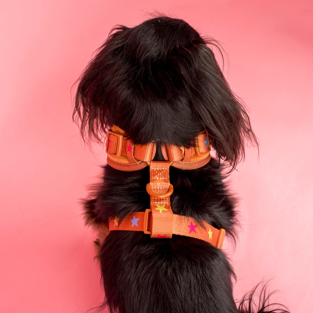 Pablo & Co You're A Star Adjustable Harness Velvet