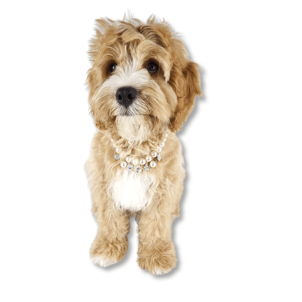 Audrey Pearl Dog Necklace - Aqua - Dog Necklaces from . at DoggyTopia