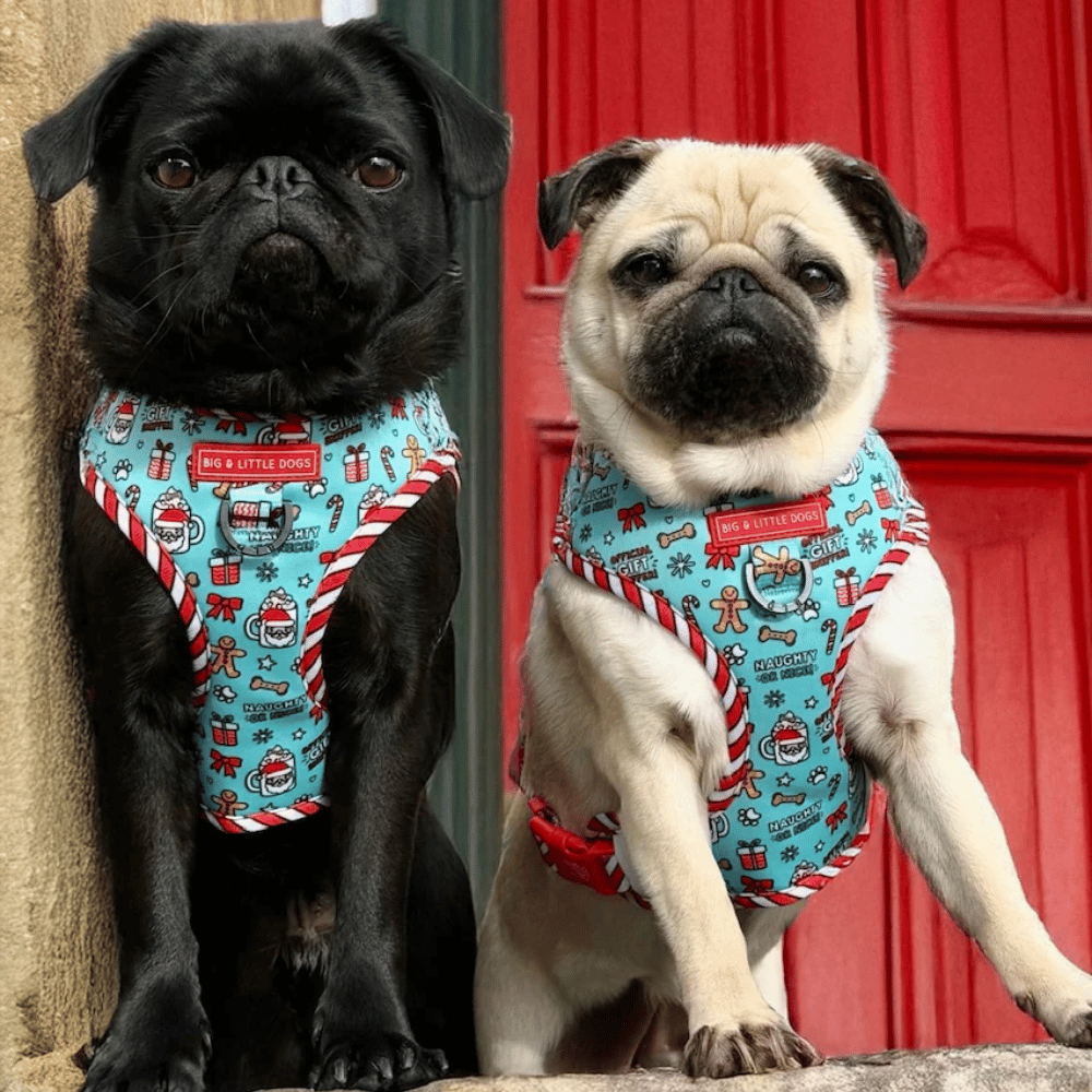Big & Little Dogs Adjustable Harness: Official Gift Sniffer - Adjustable Harnesses from Sale at DoggyTopia