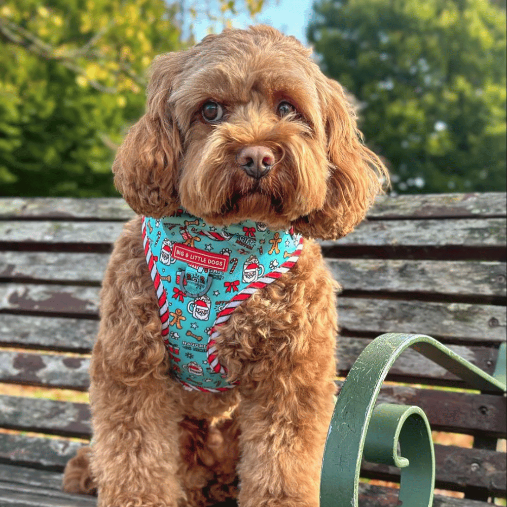 Big & Little Dogs Adjustable Harness: Official Gift Sniffer - Adjustable Harnesses from Sale at DoggyTopia