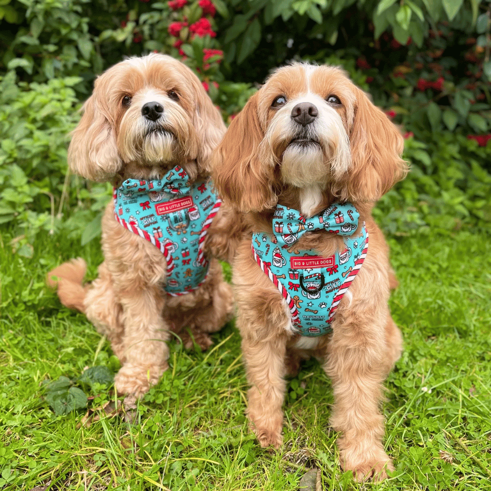 Big & Little Dogs Adjustable Harness: Official Gift Sniffer - Adjustable Harnesses from Sale at DoggyTopia