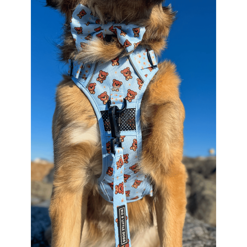 Big & Little Dogs All Rounder Harness: Cuddle Club - All Rounder Harnesses from Big & Little Dogs at DoggyTopia
