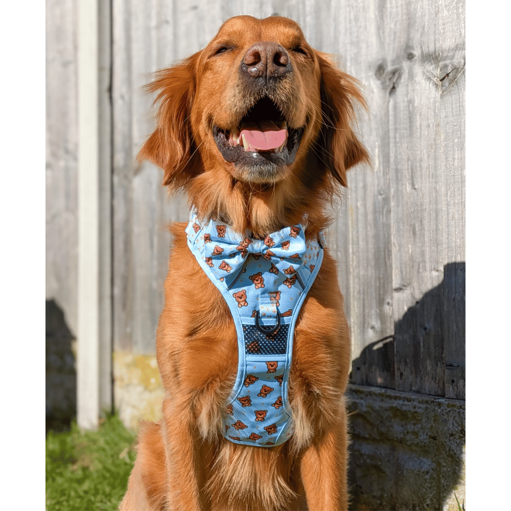 Big & Little Dogs All Rounder Harness: Cuddle Club - All Rounder Harnesses from Big & Little Dogs at DoggyTopia