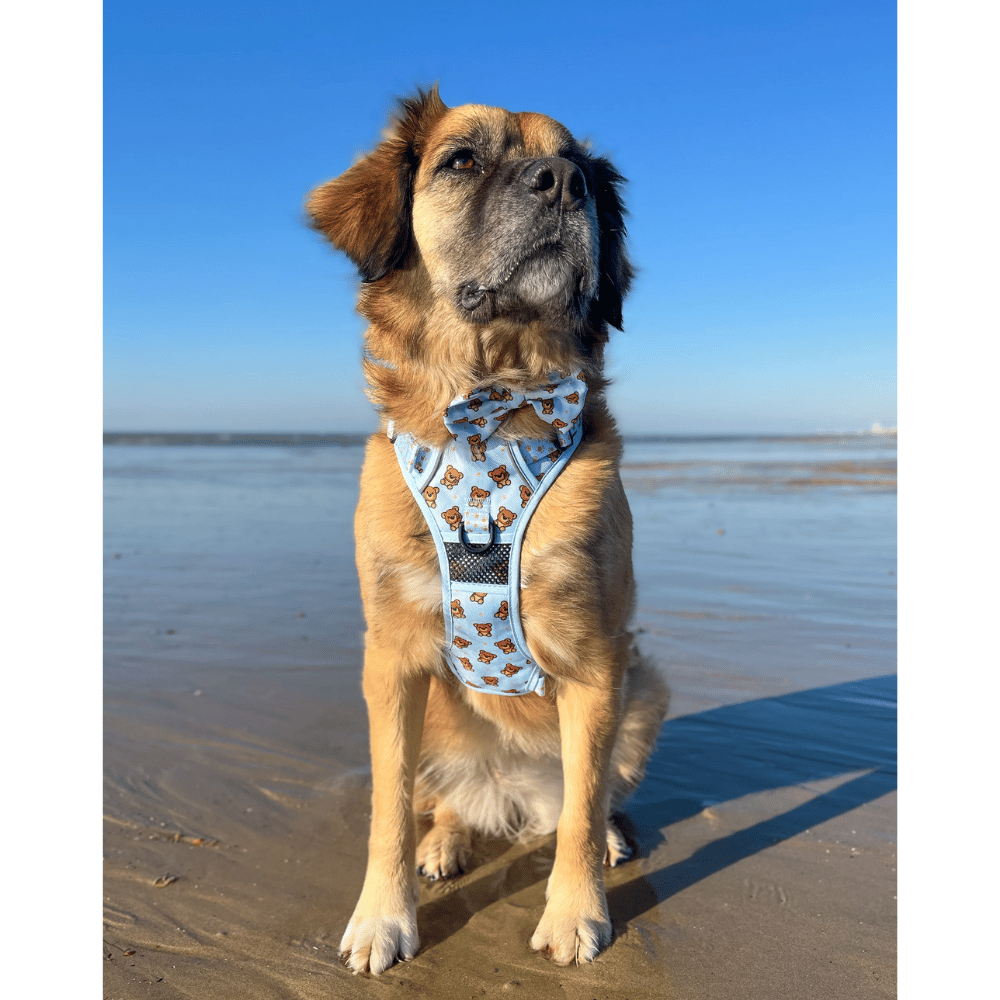 Big & Little Dogs All Rounder Harness: Cuddle Club - All Rounder Harnesses from Big & Little Dogs at DoggyTopia