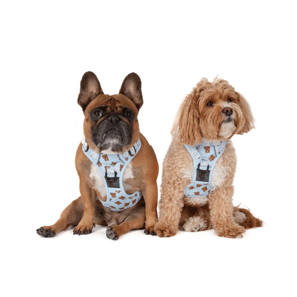 Big & Little Dogs All Rounder Harness: Cuddle Club - All Rounder Harnesses from Big & Little Dogs at DoggyTopia