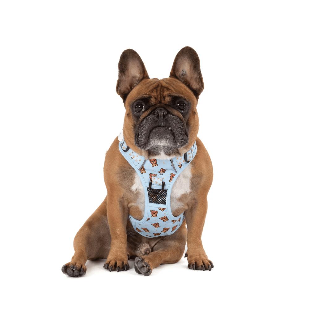 Big & Little Dogs All Rounder Harness: Cuddle Club - All Rounder Harnesses from Big & Little Dogs at DoggyTopia