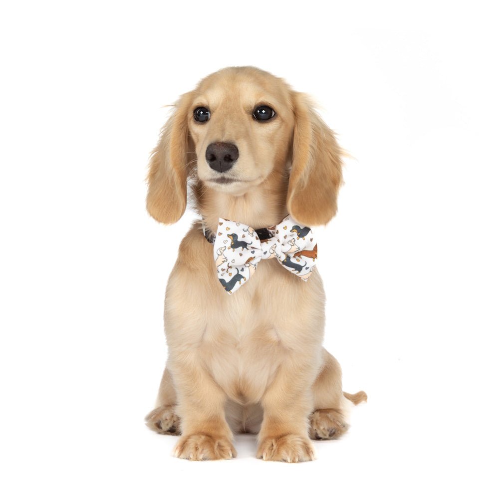 Big & Little Dogs Dashie Lovers Collar & Bow Tie - Collar & Bow Ties from Sale at DoggyTopia