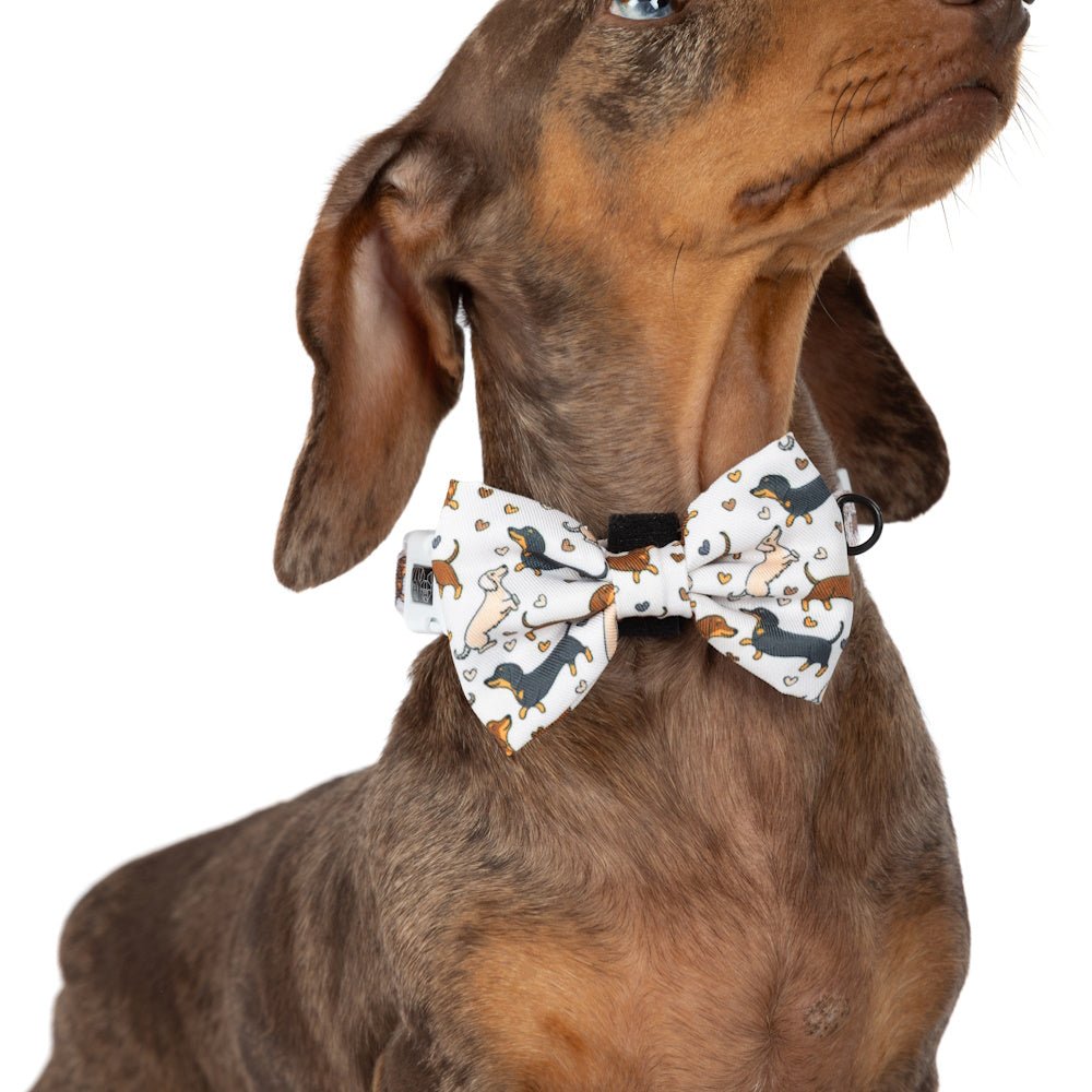 Big & Little Dogs Dashie Lovers Collar & Bow Tie - Collar & Bow Ties from Sale at DoggyTopia