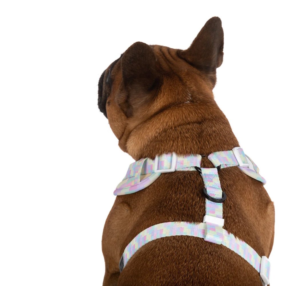 Big & Little Dogs Gelato Adjustable Harness - Adjustable Harnesses from Big & Little Dogs at DoggyTopia
