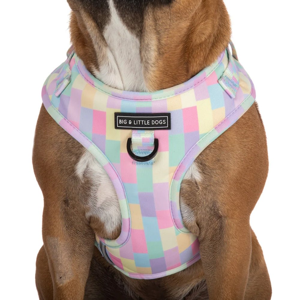 Big & Little Dogs Gelato Adjustable Harness - Adjustable Harnesses from Big & Little Dogs at DoggyTopia