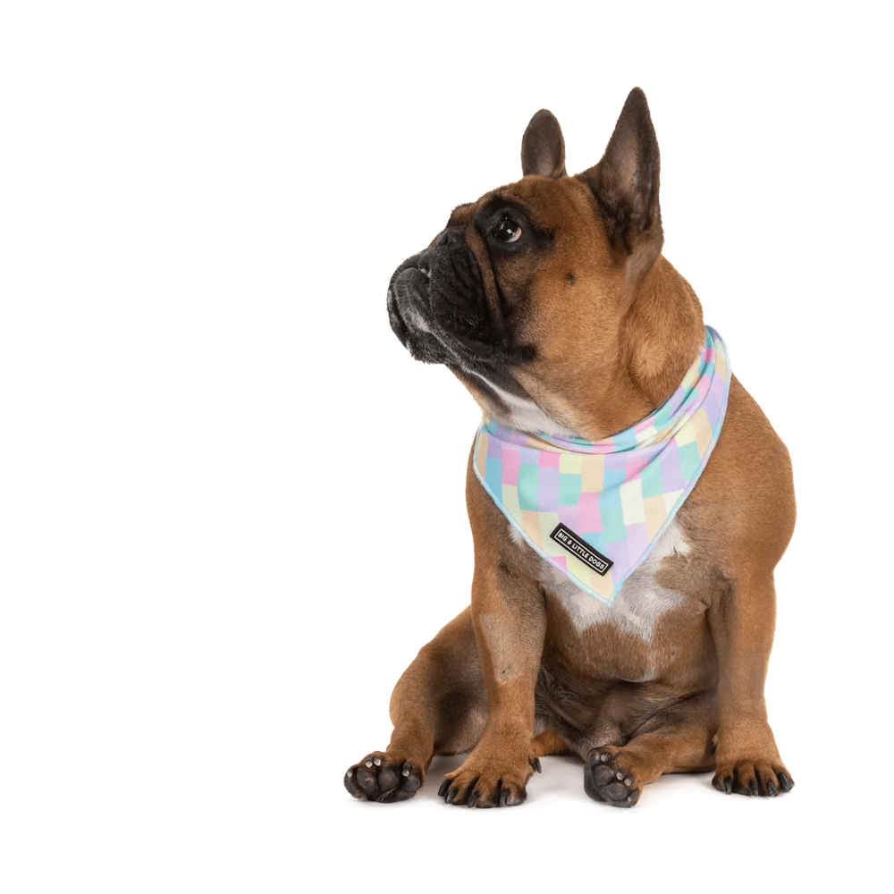Big & Little Dogs Gelato Bandana - Bandanas from Big & Little Dogs at DoggyTopia