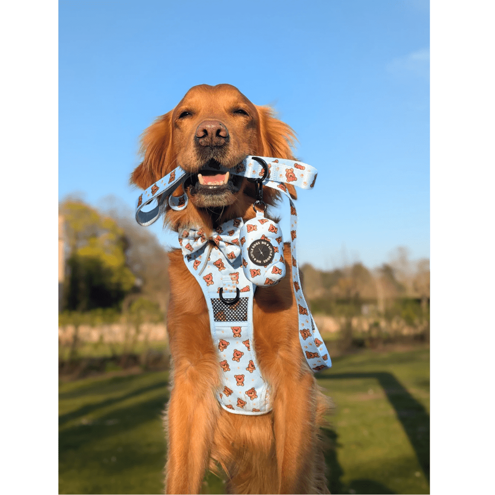 Big & Little Dogs Leash: Cuddle Club - Leashes & Leads from Big & Little Dogs at DoggyTopia