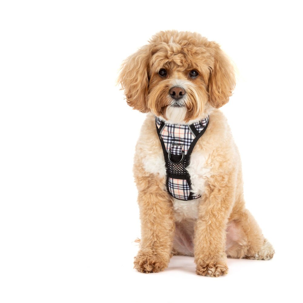 Big & Little Dogs Nova Plaid All Rounder Harness - All Rounder Harnesses from Big & Little Dogs at DoggyTopia