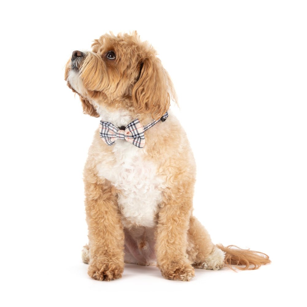 Big & Little Dogs Nova Plaid Collar & Bow Tie - Collar & Bow Ties from Big & Little Dogs at DoggyTopia