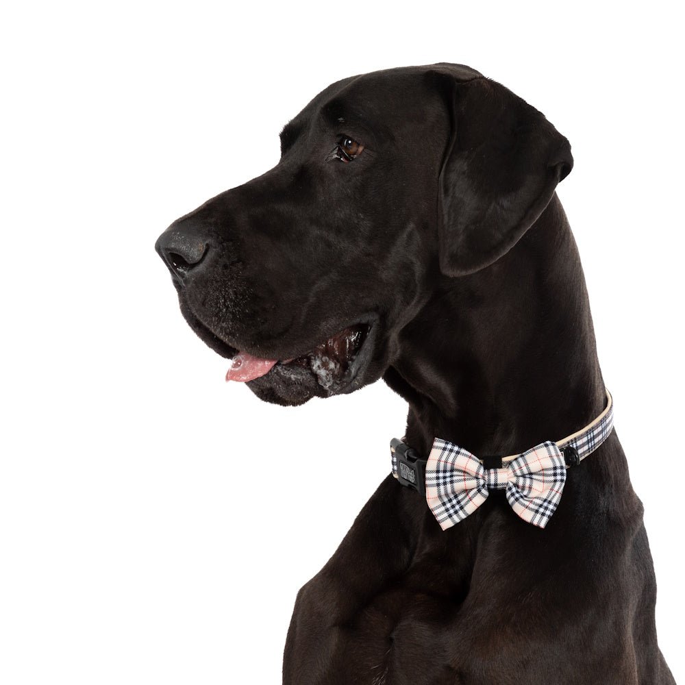 Big & Little Dogs Nova Plaid Collar & Bow Tie - Collar & Bow Ties from Big & Little Dogs at DoggyTopia