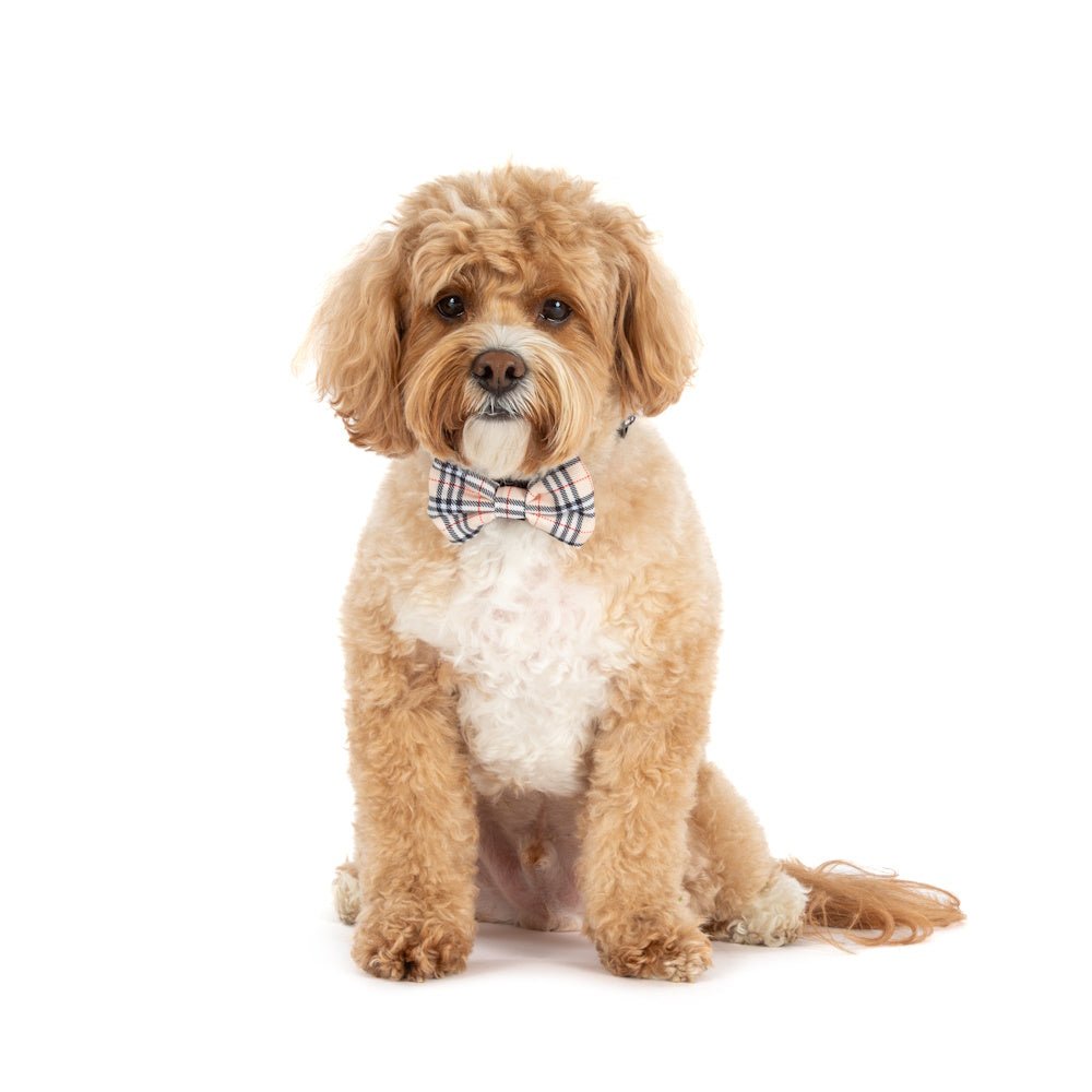 Big & Little Dogs Nova Plaid Collar & Bow Tie - Collar & Bow Ties from Big & Little Dogs at DoggyTopia