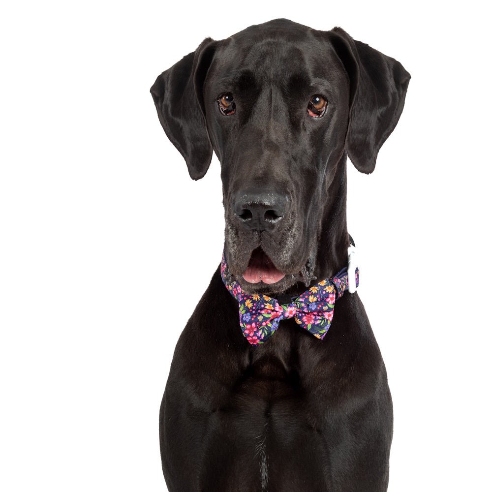 Big & Little Dogs Petal Paradise Collar & Bow Tie - Collar & Bow Ties from Sale at DoggyTopia