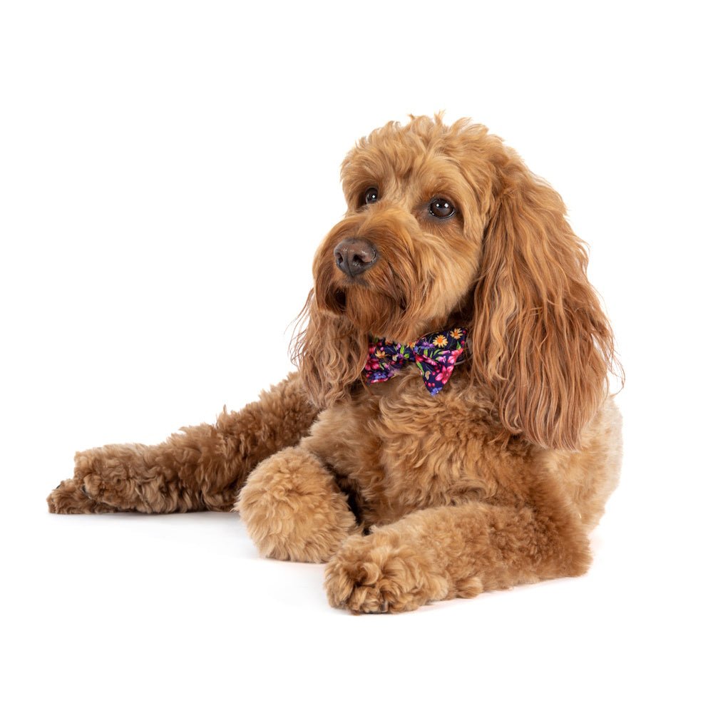 Big & Little Dogs Petal Paradise Collar & Bow Tie - Collar & Bow Ties from Sale at DoggyTopia