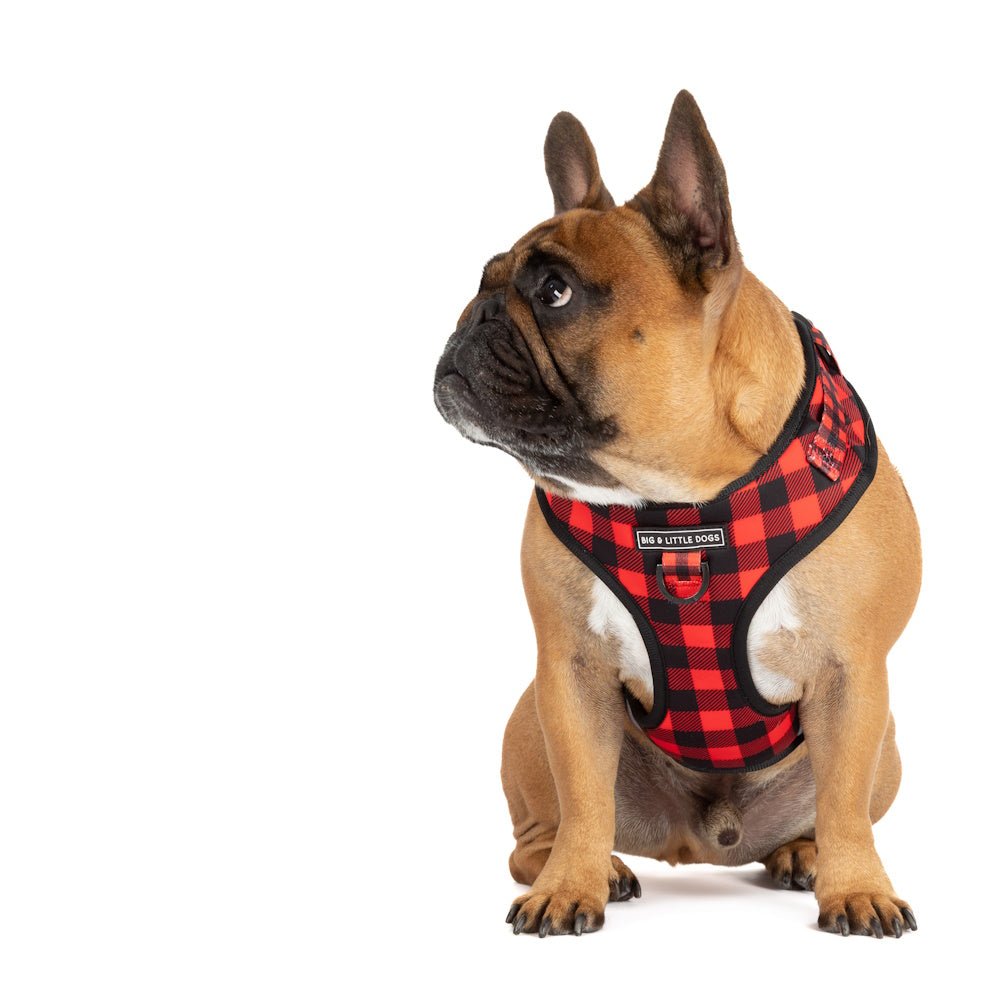 Big & Little Dogs Plaid to the Bone Adjustable Harness - Adjustable Harnesses from Big & Little Dogs at DoggyTopia