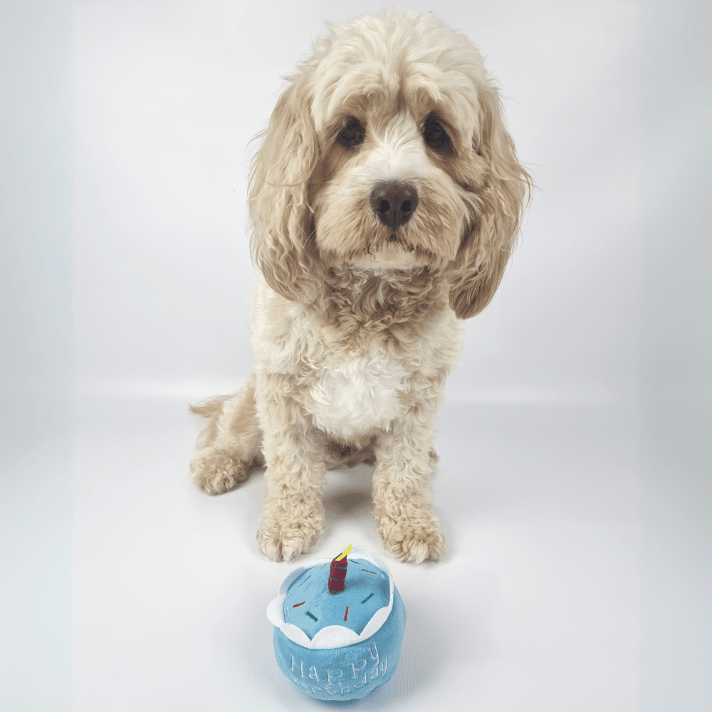 Birthday Cake Dog Toy - Blue - Designer Toys from . at DoggyTopia