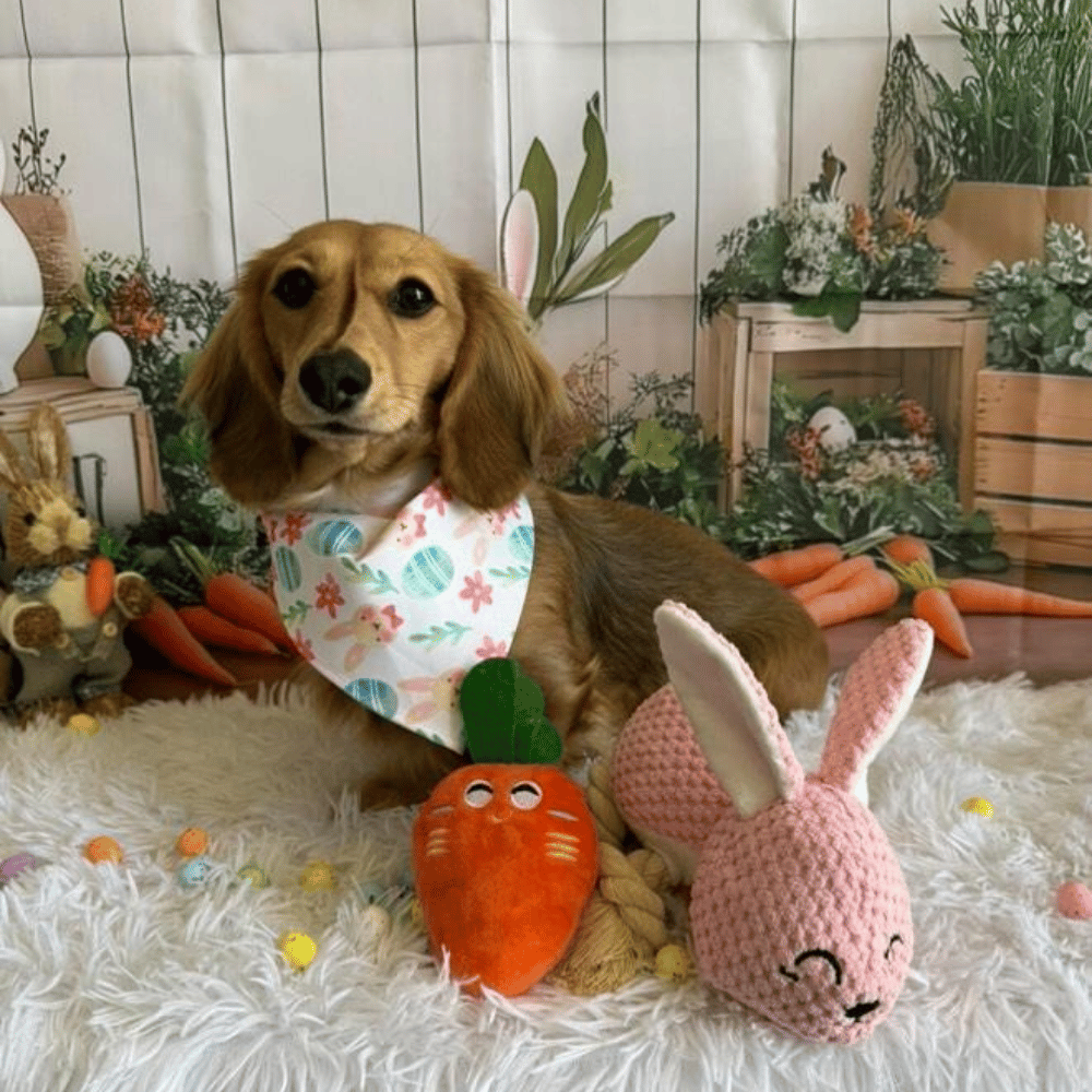 Carrot Squeaker Dog Toy - Plush Toys from . at DoggyTopia