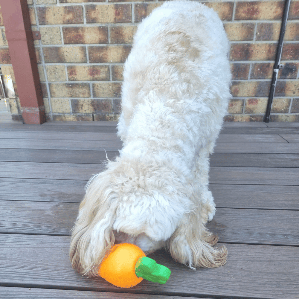 Carrot Treat Dispenser Dog Toy - Enrichment Toys from . at DoggyTopia