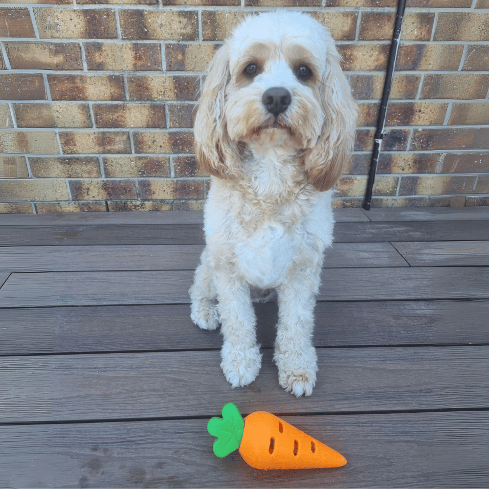 Carrot Treat Dispenser Dog Toy - Enrichment Toys from . at DoggyTopia