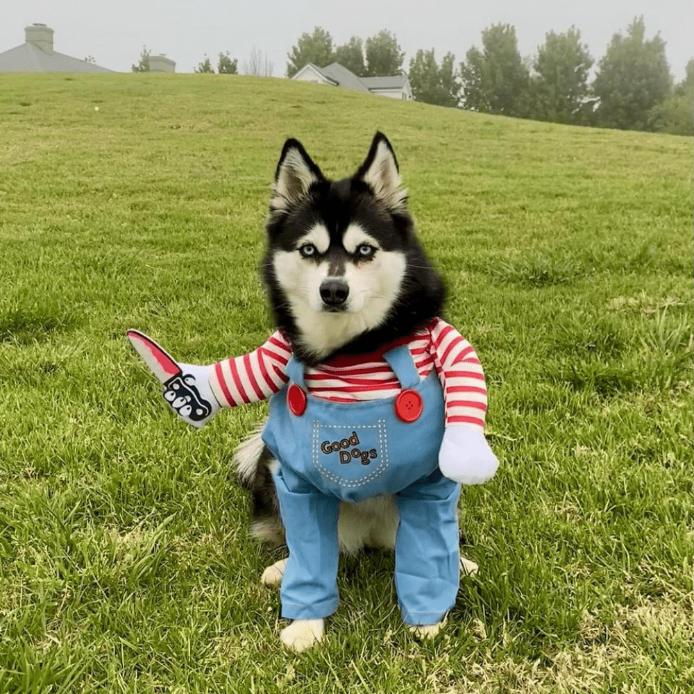 Chucky Dog Costume - Costumes from Halloween at DoggyTopia