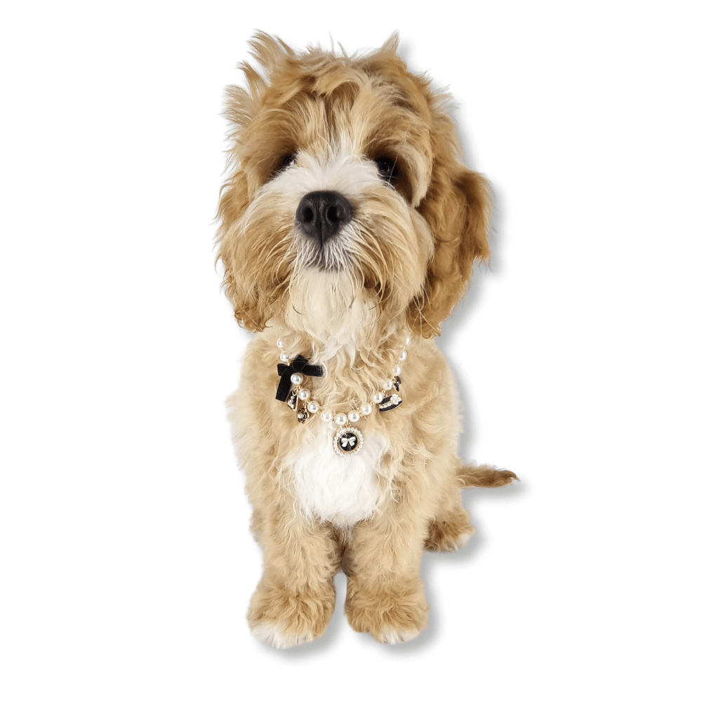 Coco Pearl Dog Necklace - Dog Necklaces from . at DoggyTopia