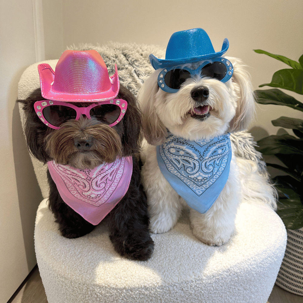 Cowboy Dog Hat and Bandana: Blue - Dog Hats from . at DoggyTopia