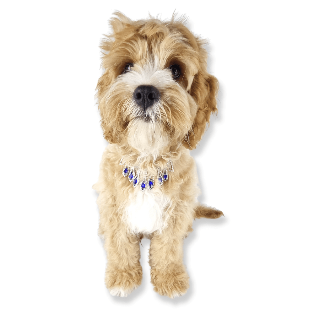 Diamante Tear Drop Dog Necklace - Blue - Dog Necklaces from Sale at DoggyTopia