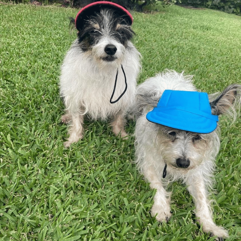 Dog Cap - Blue - Dog Hats from . at DoggyTopia