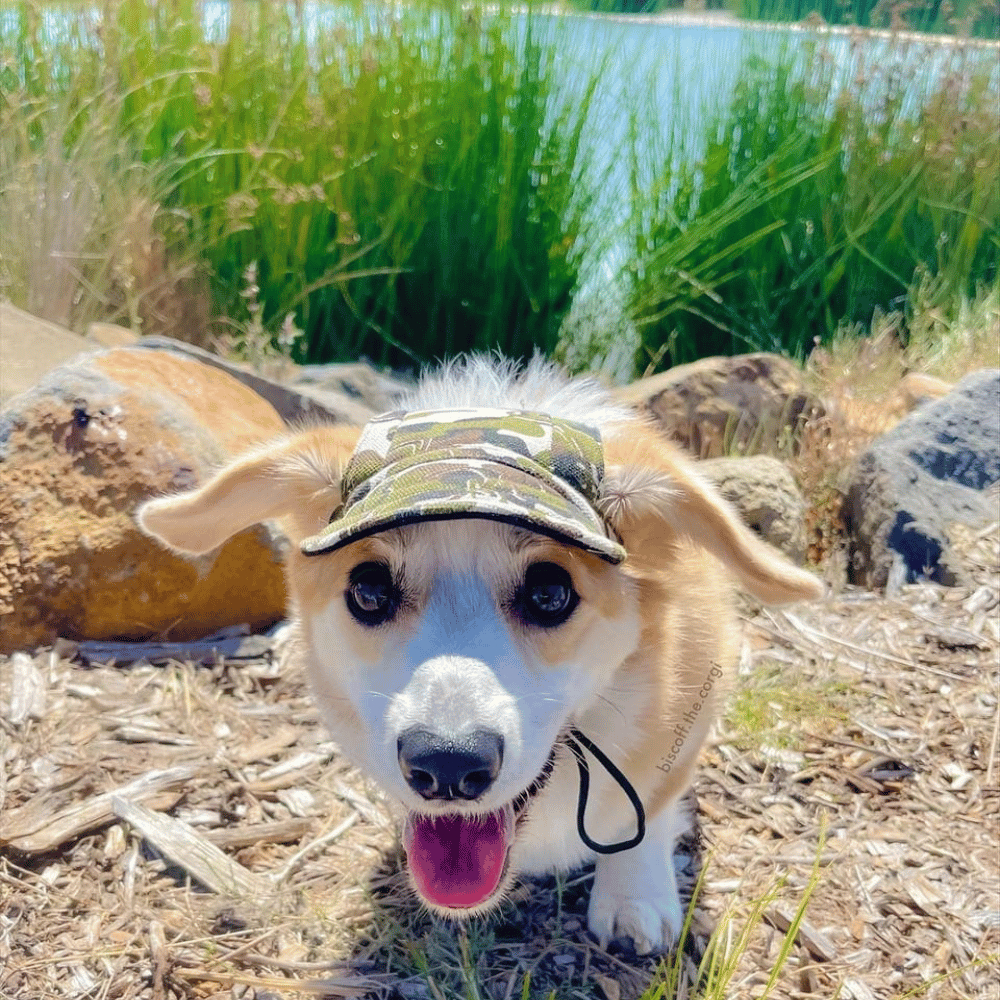 Dog Cap - Camouflage - Dog Hats from . at DoggyTopia