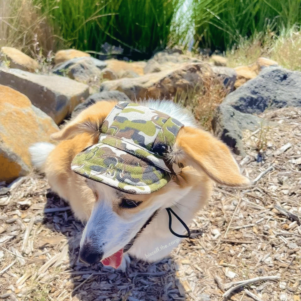 Dog Cap - Camouflage - Dog Hats from . at DoggyTopia