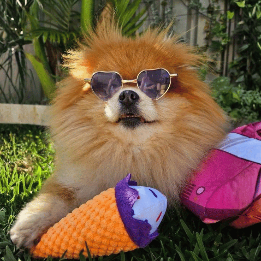 Dog Ice Cream Truck Burrow Toy - Interactive Toys from . at DoggyTopia