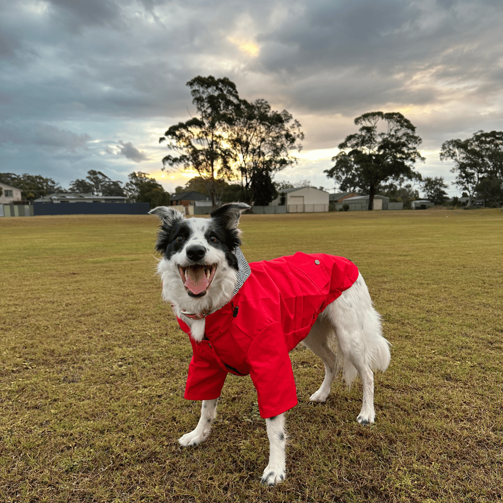 Dog Raincoat - Red - Raincoats from . at DoggyTopia