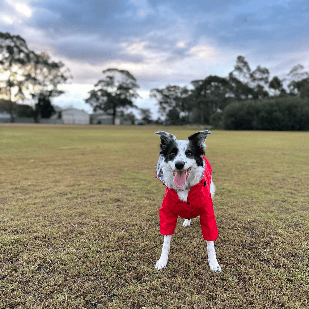 Dog Raincoat - Red - Raincoats from . at DoggyTopia
