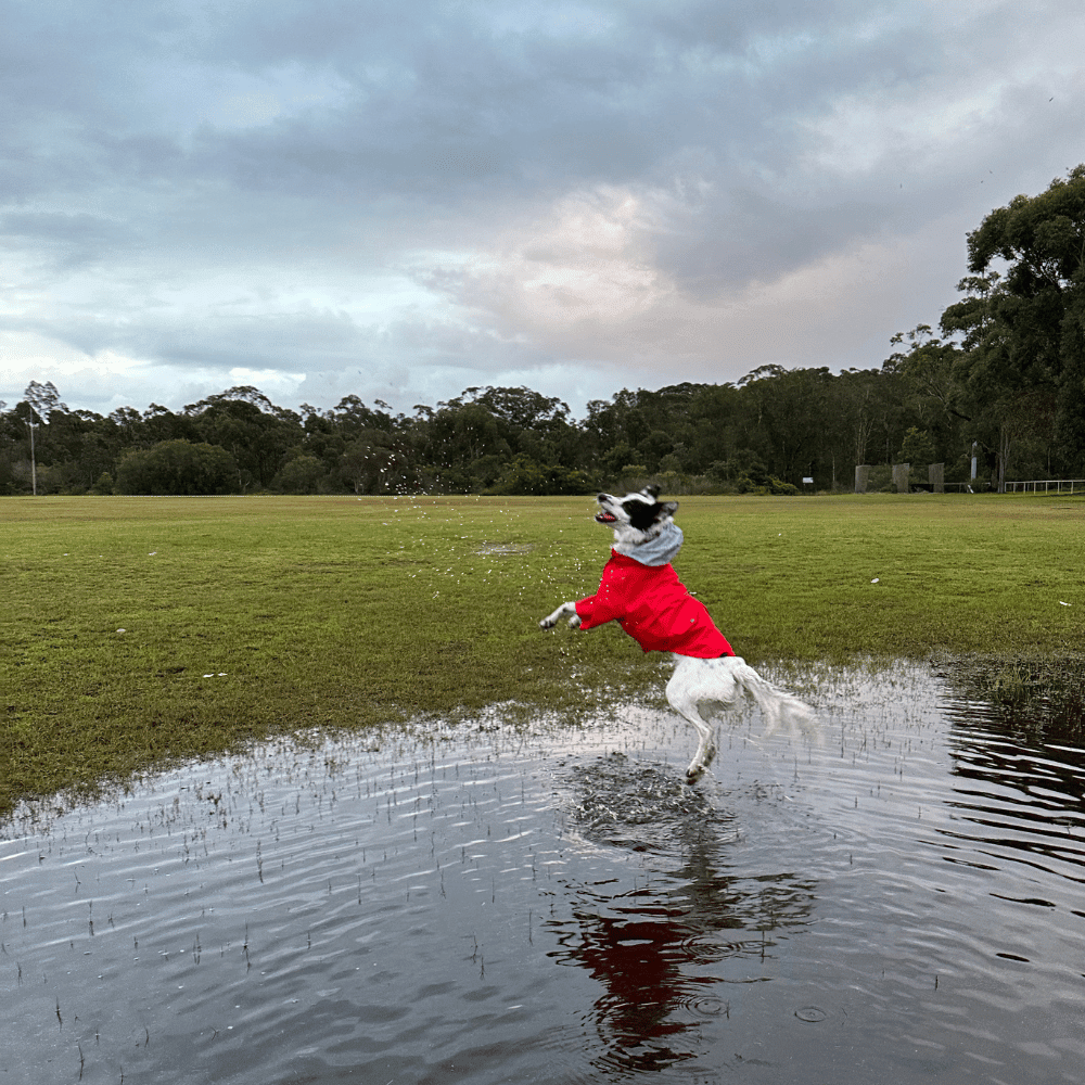 Dog Raincoat - Red - Raincoats from . at DoggyTopia