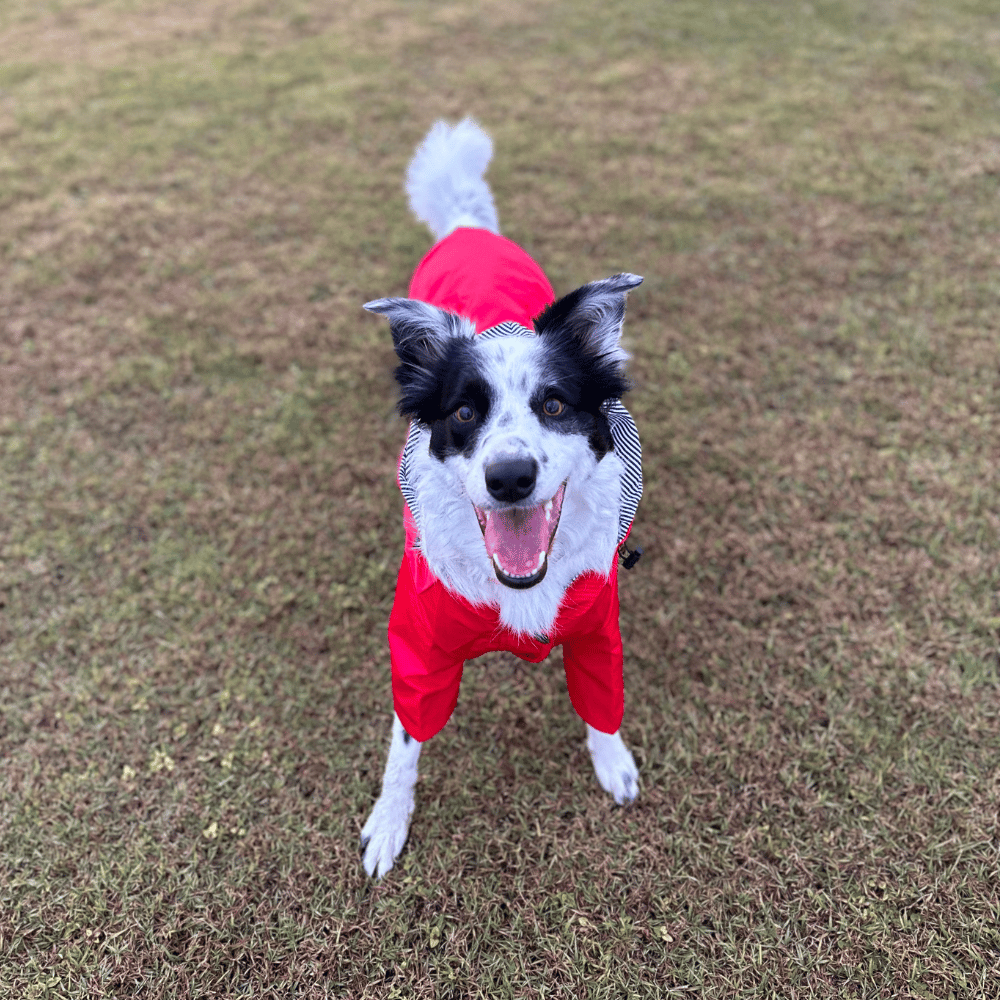 Dog Raincoat - Red - Raincoats from . at DoggyTopia