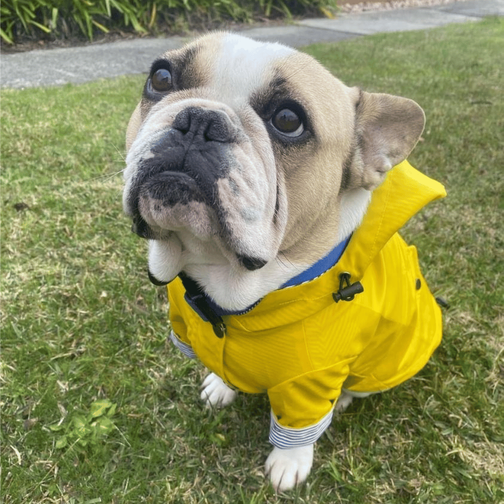 Dog Raincoat - Yellow - Raincoats from . at DoggyTopia