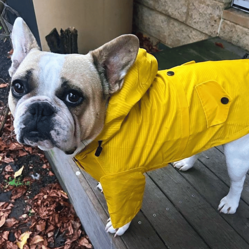 Dog Raincoat - Yellow - Raincoats from . at DoggyTopia