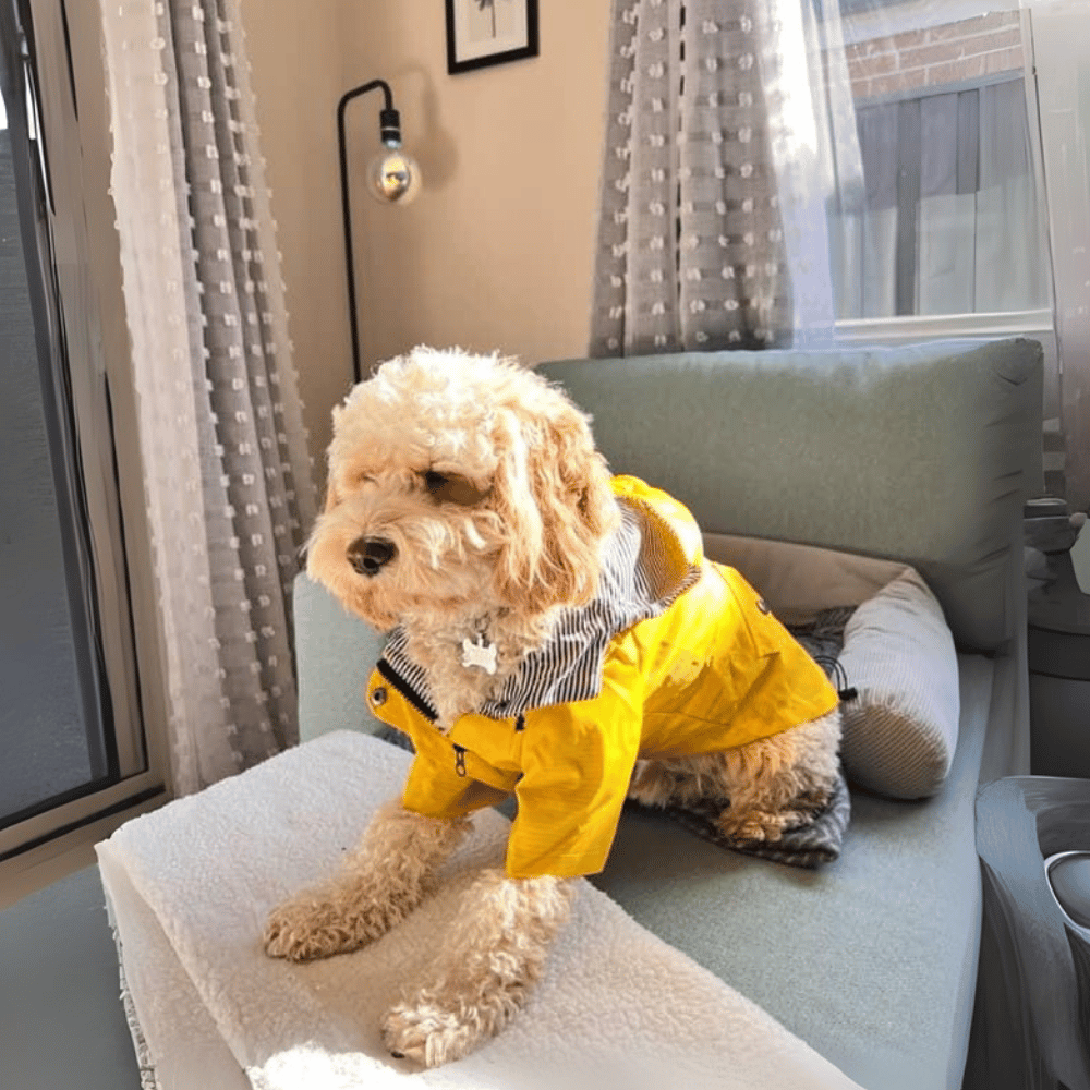Dog Raincoat - Yellow - Raincoats from . at DoggyTopia